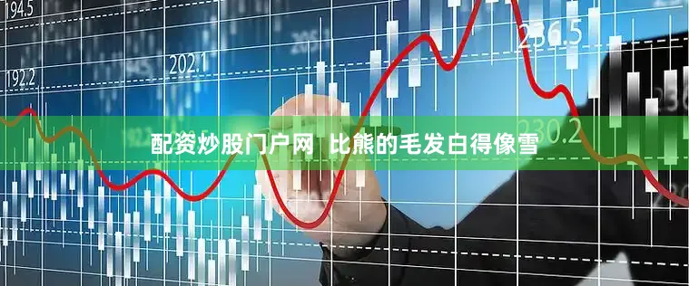 配资炒股门户网  比熊的毛发白得像雪